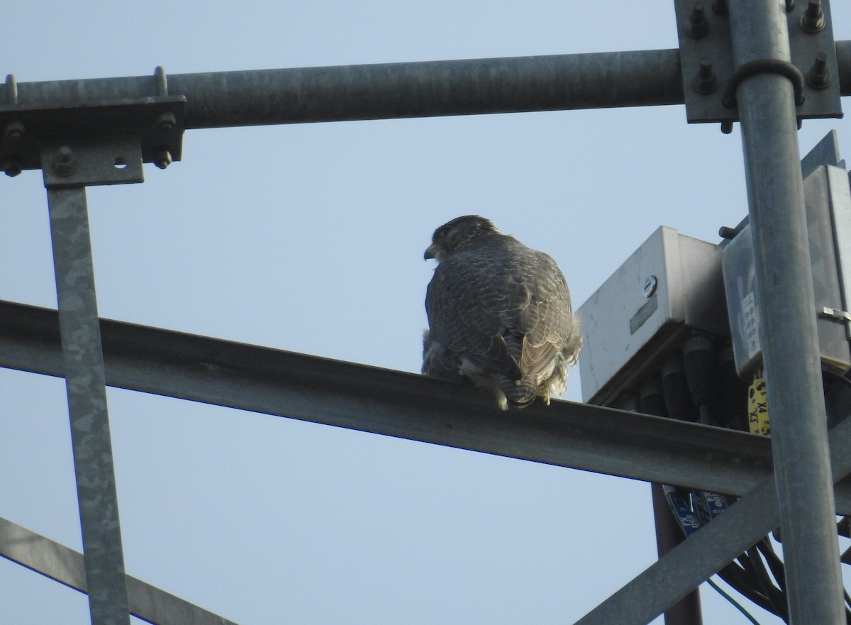 シロハヤブサ - ML646658936