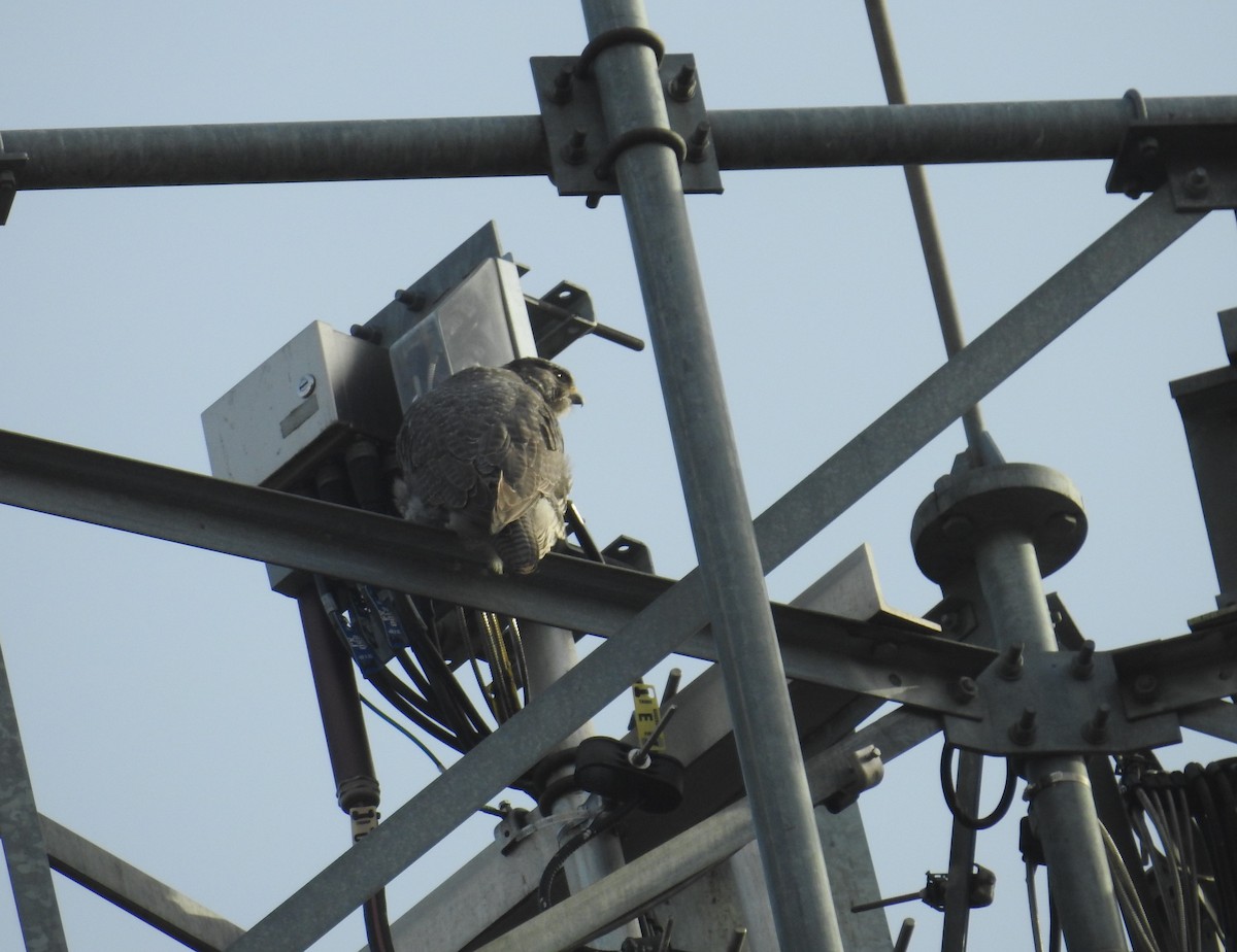 シロハヤブサ - ML646658937