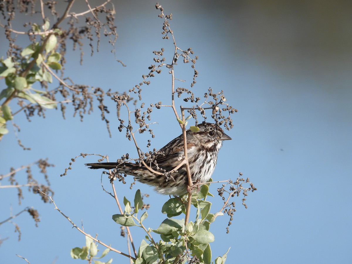 Song Sparrow - ML646658938