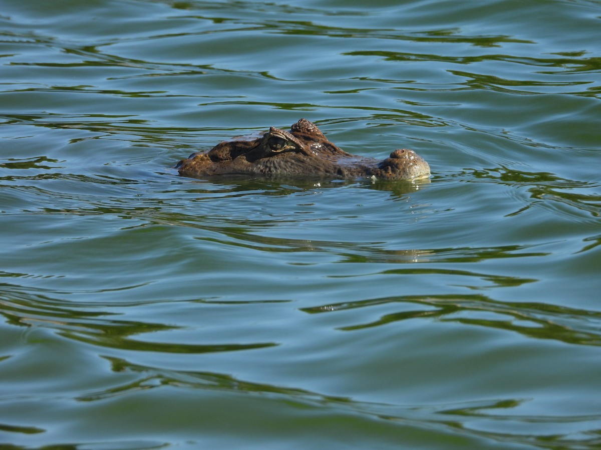 Animals - ML646658939