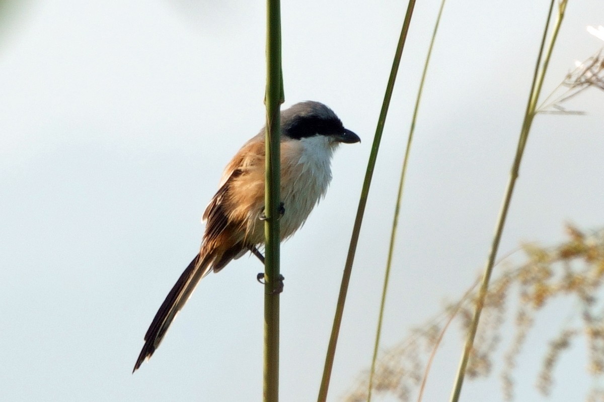 Long-tailed Shrike - ML646658944