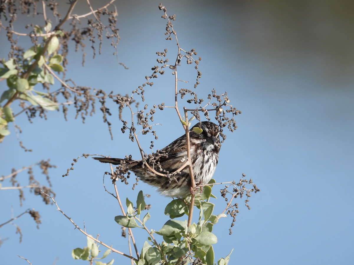 Song Sparrow - ML646658948