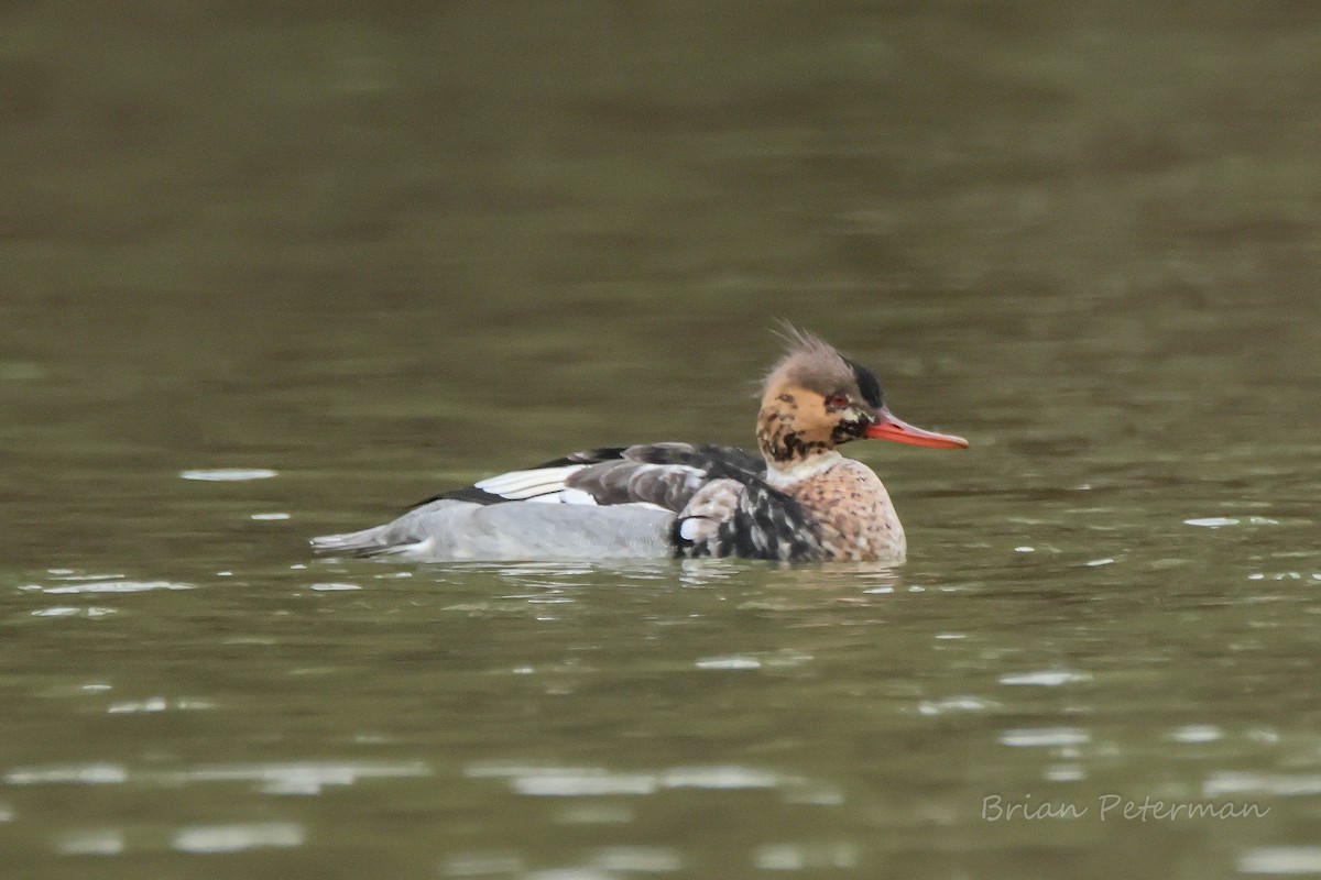מרגון בינוני - ML646658949
