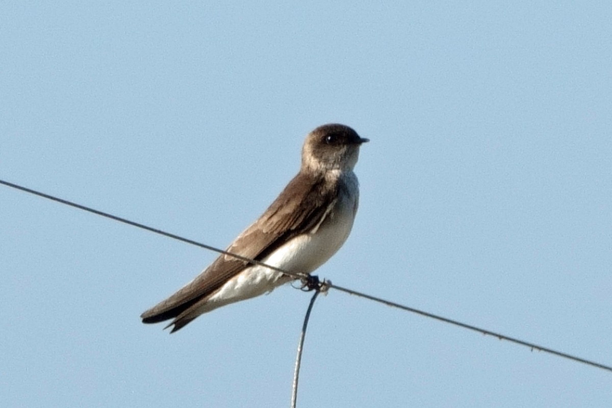 Gray-throated Martin - ML646658951