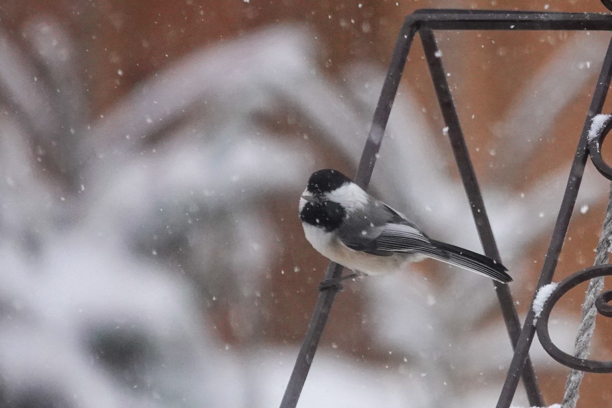 Black-capped Chickadee - ML646658952