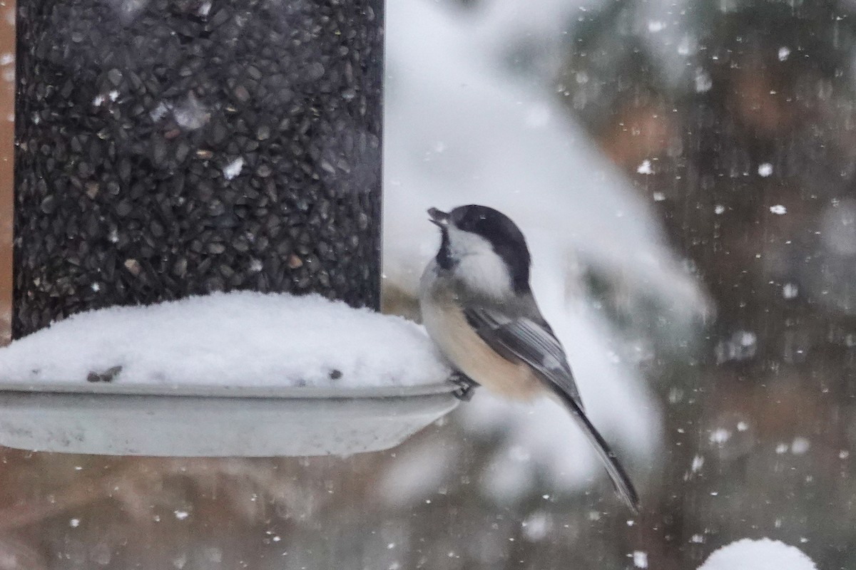 Black-capped Chickadee - ML646658953