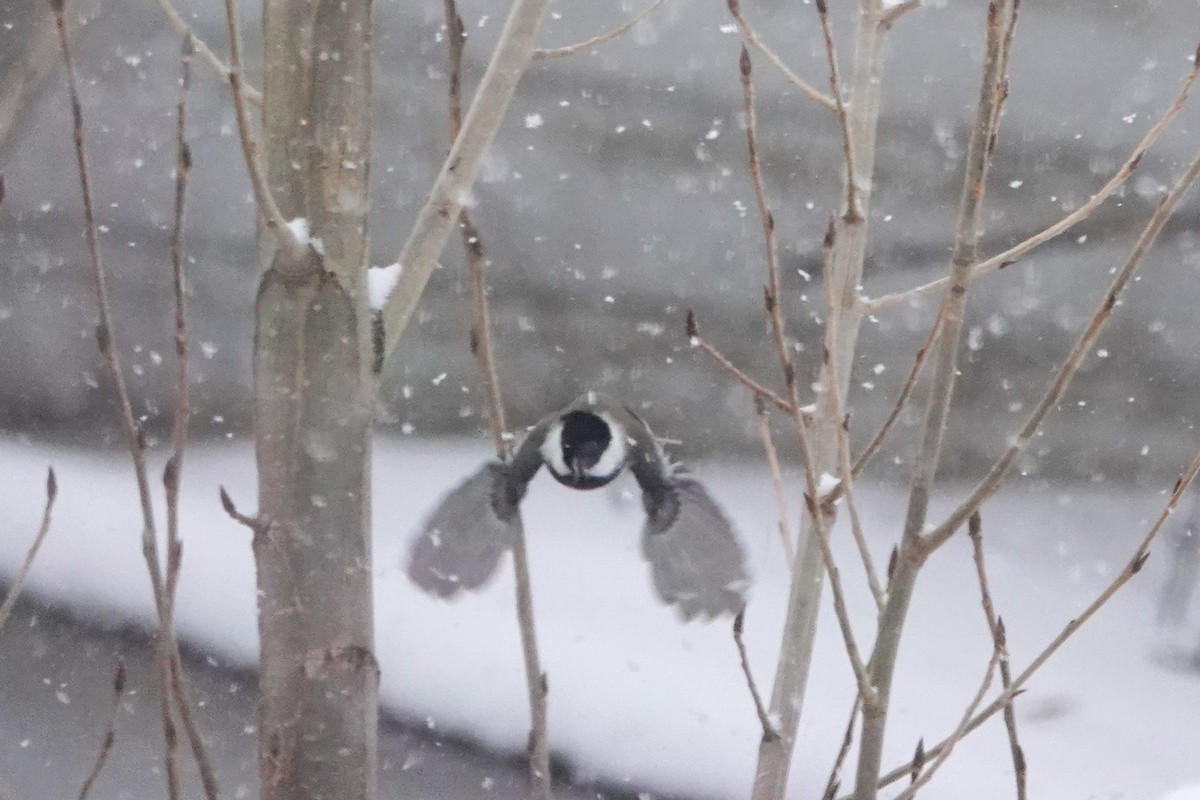 Black-capped Chickadee - ML646658954
