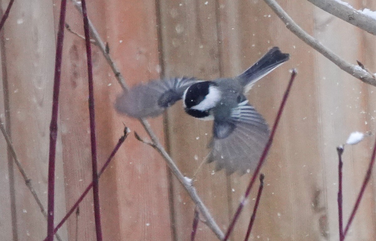 Black-capped Chickadee - ML646658955