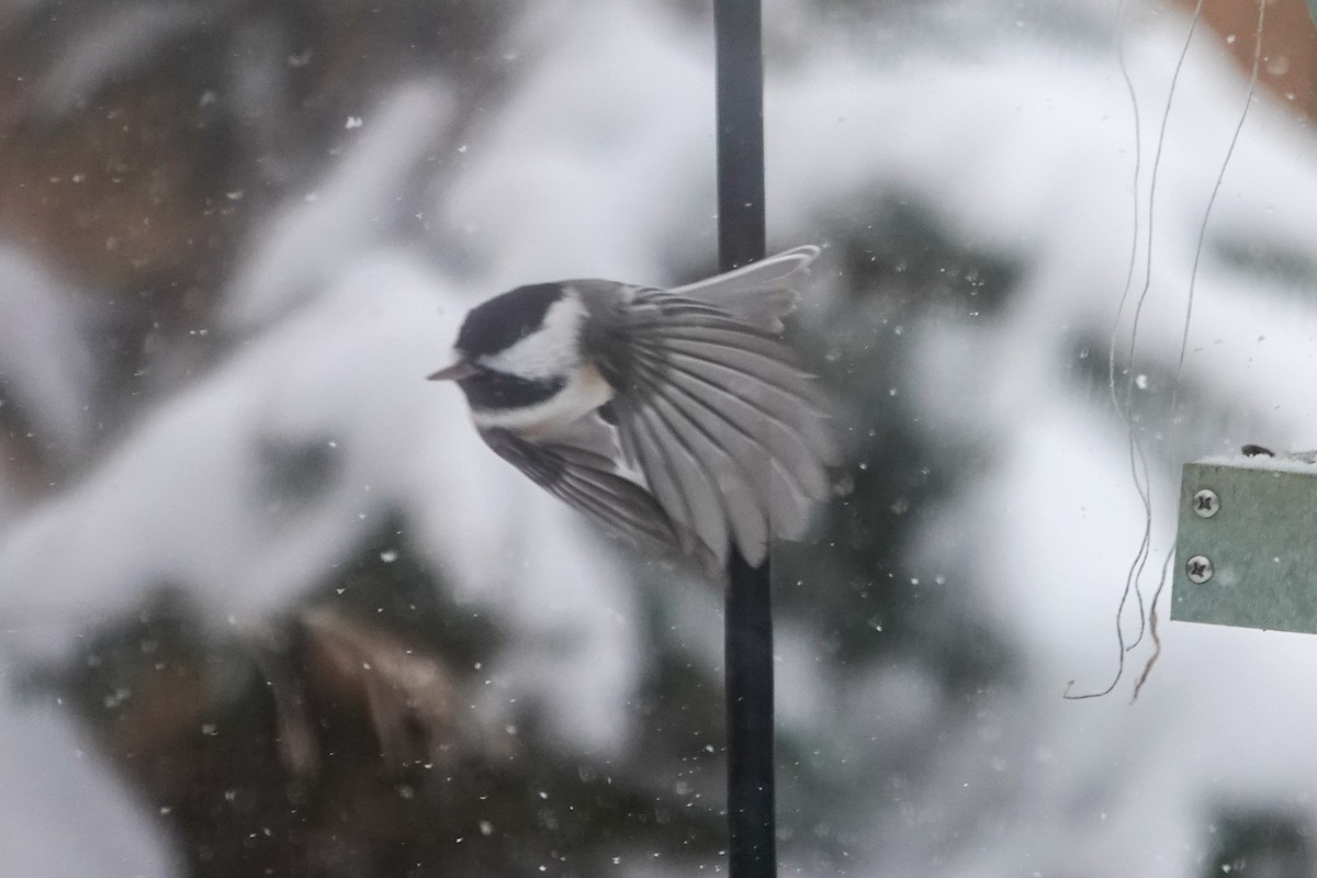 Black-capped Chickadee - ML646658956