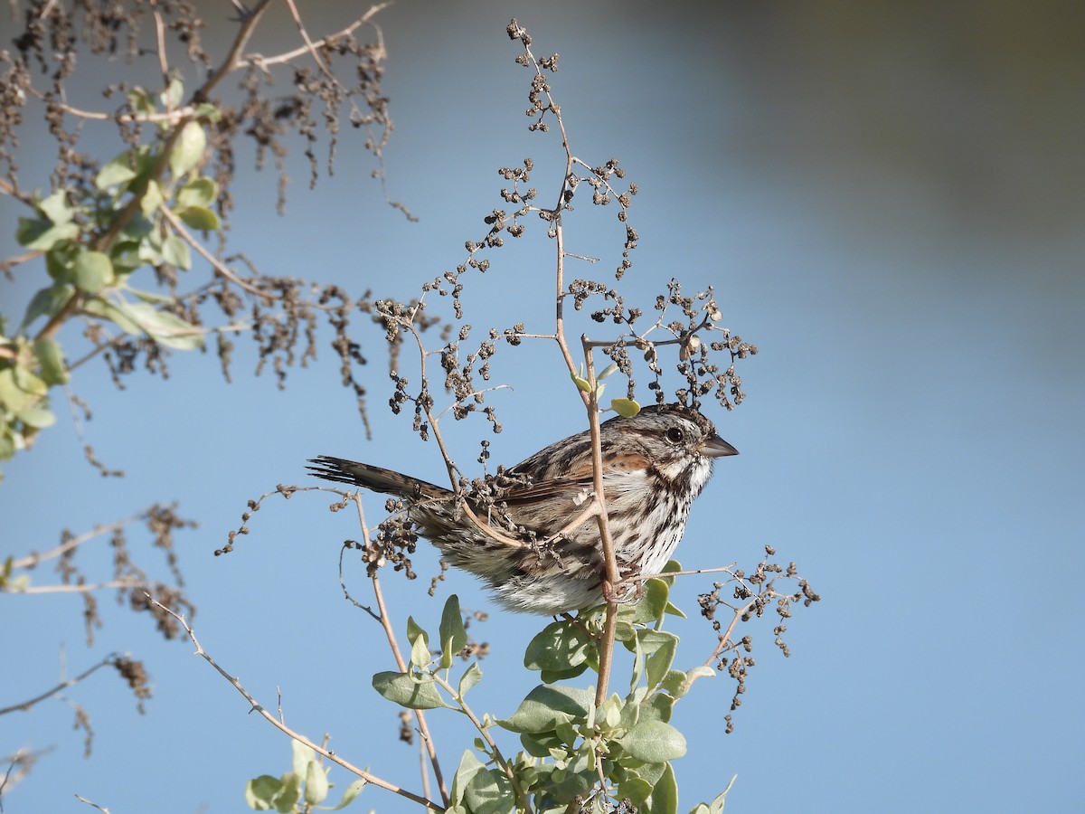 Song Sparrow - ML646658958