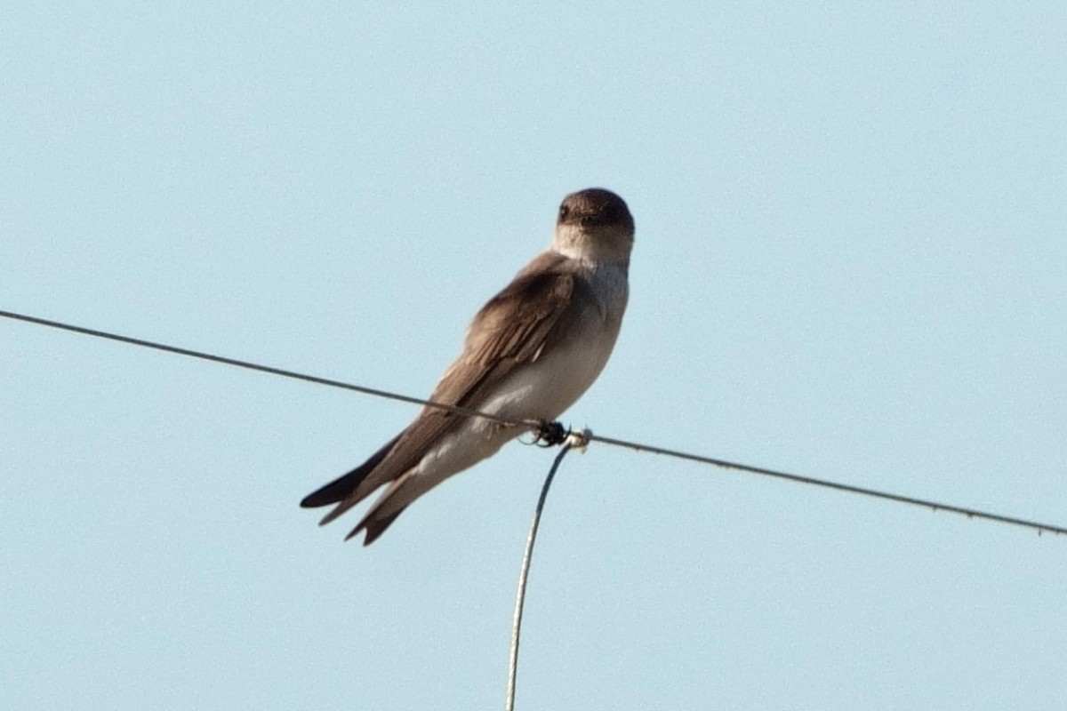 Gray-throated Martin - ML646658959