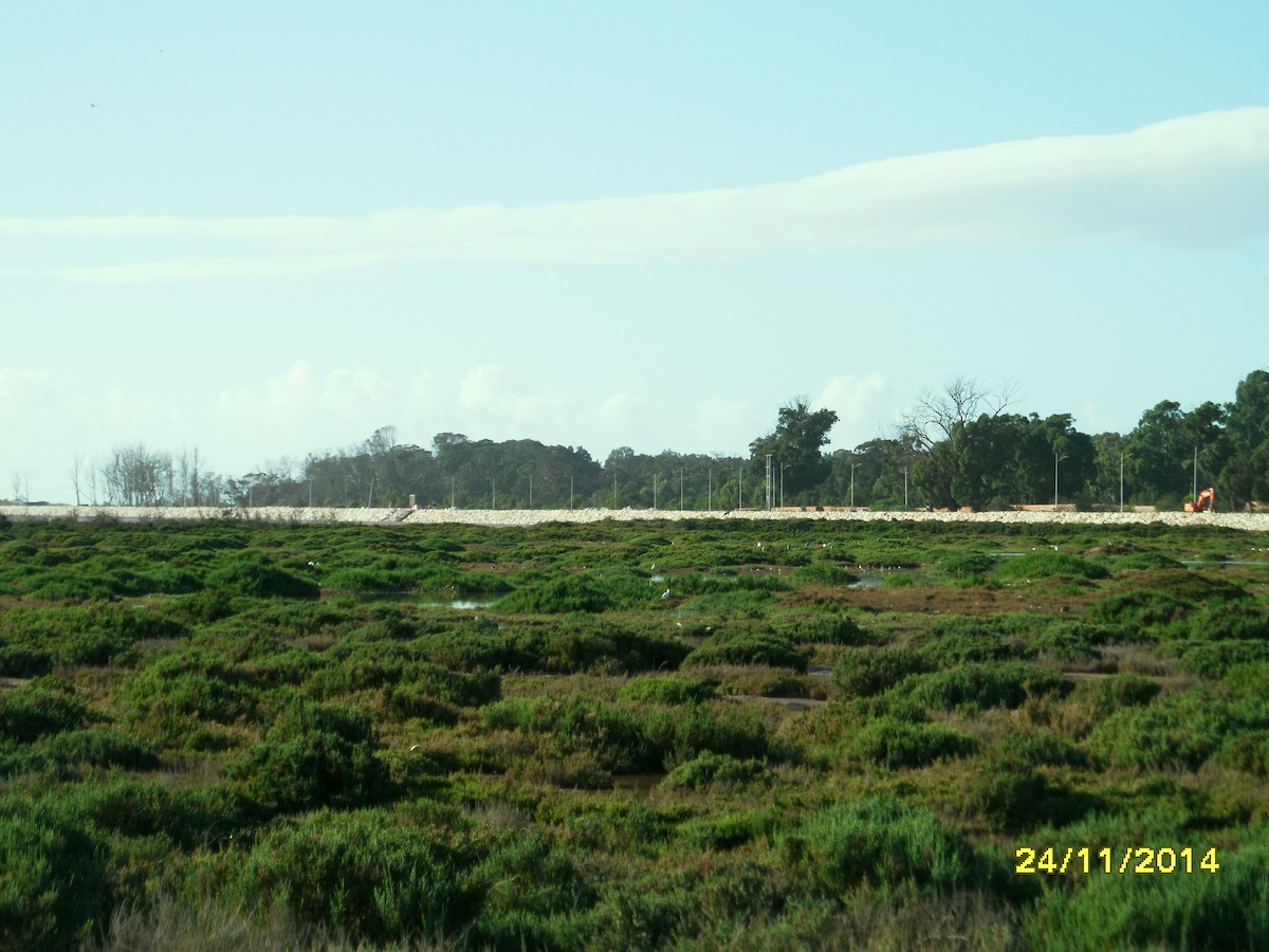 Cigüeñuela Común - ML646658962