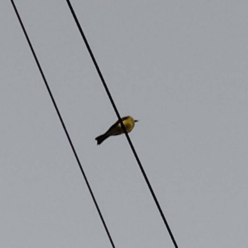 Королевский тиранн - ML646658963