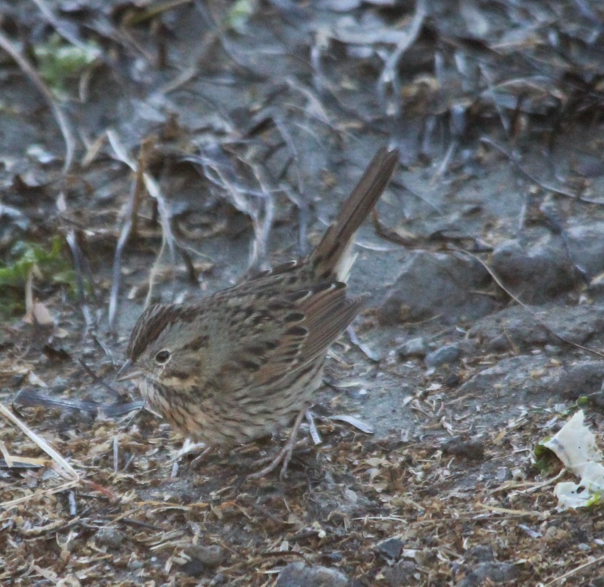 Lincoln's Sparrow - ML646658965