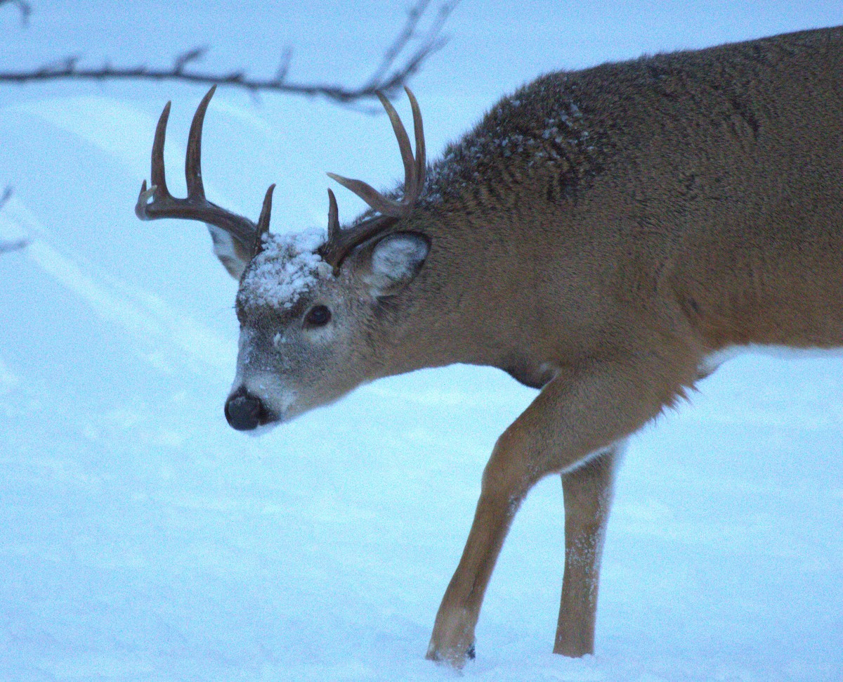 White-tailed Deer - ML646658967