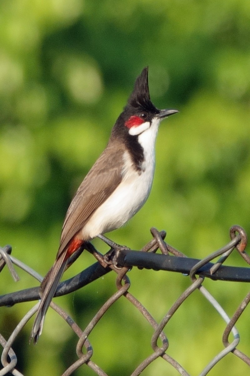 Red-whiskered Bulbul - ML646658968