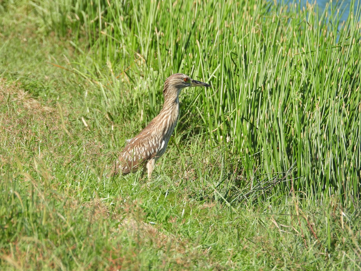 Black-crowned Night Heron - ML646658973
