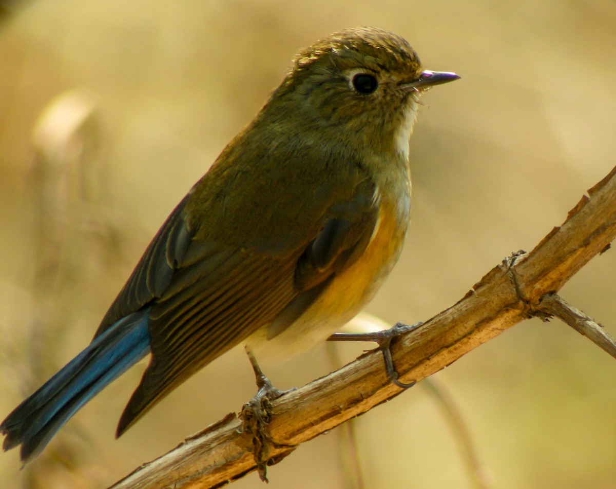 Himalayan Bluetail - ML646658976