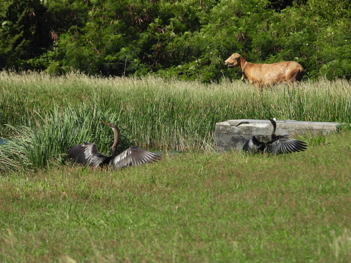 Anhinga - ML646658979