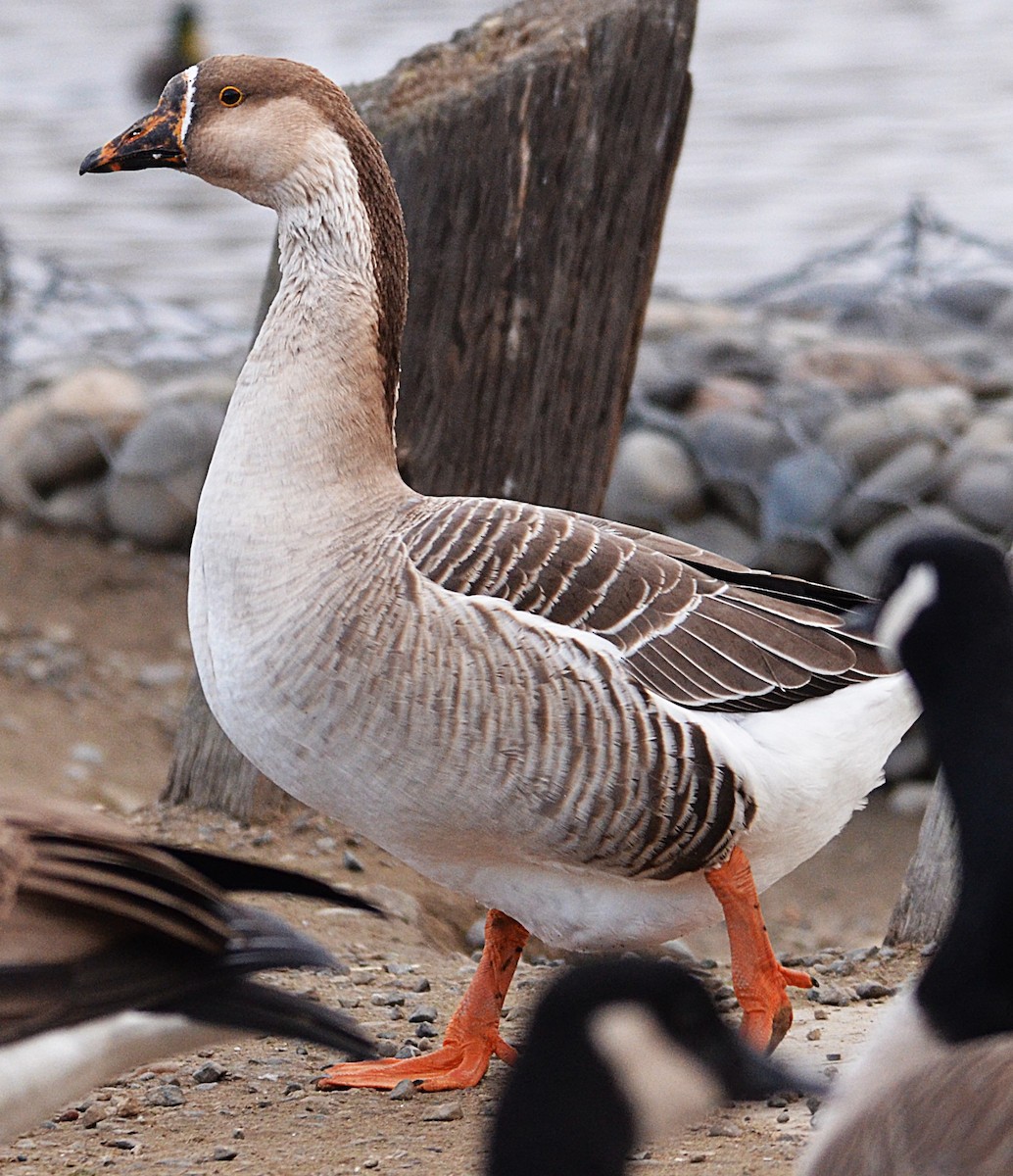 Хошуу галуу - ML646658981