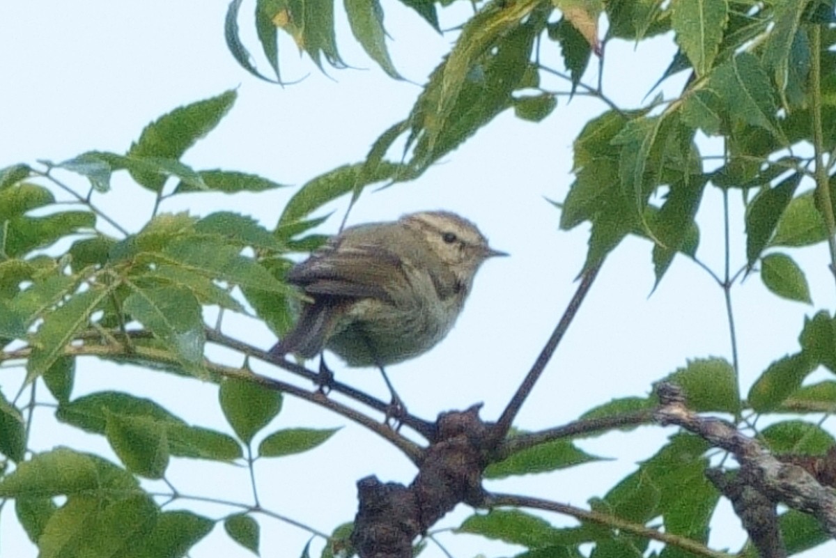 Hume's Warbler - ML646658986