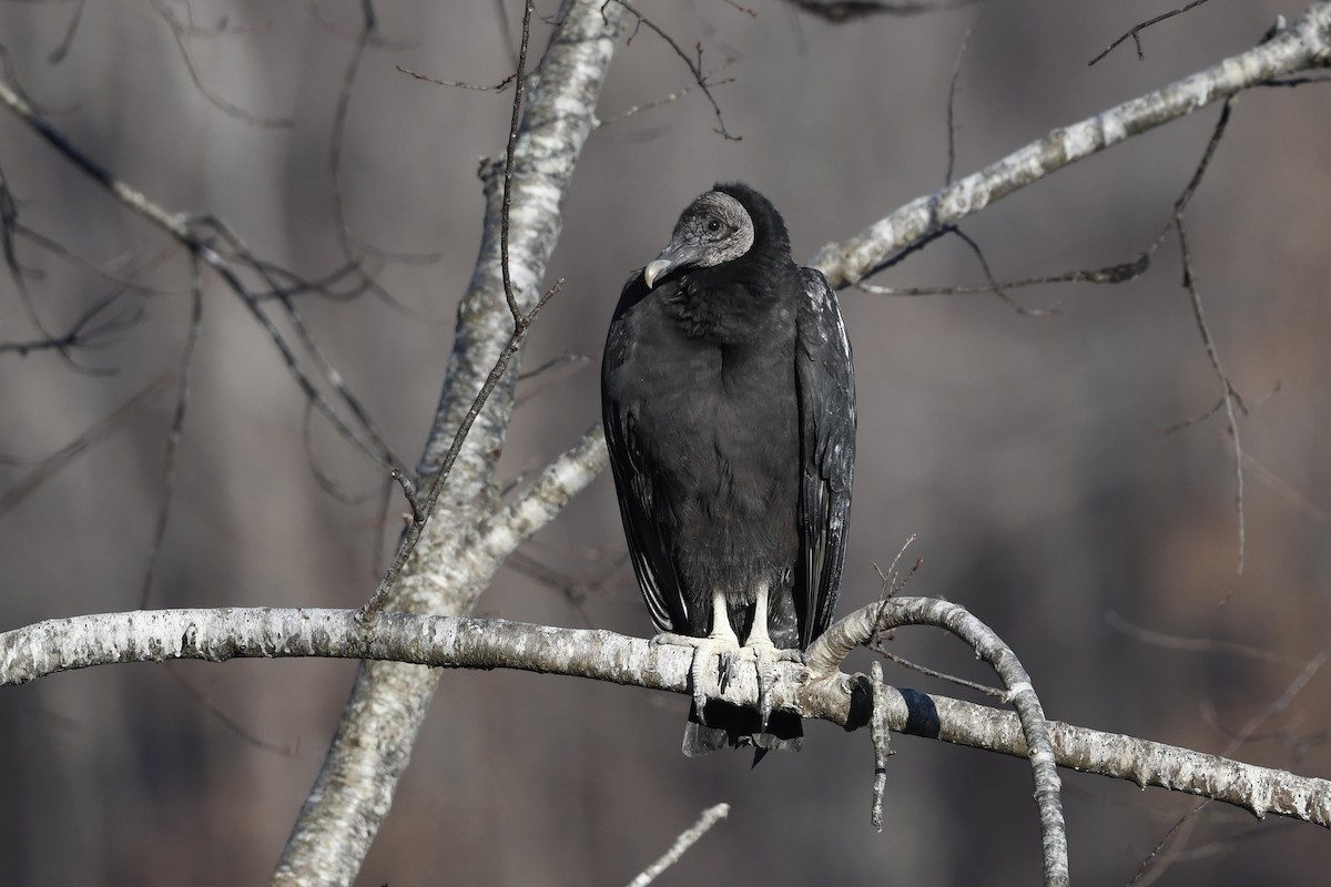 Black Vulture - ML646658988