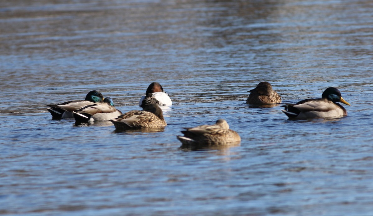 Canvasback - ML646658989