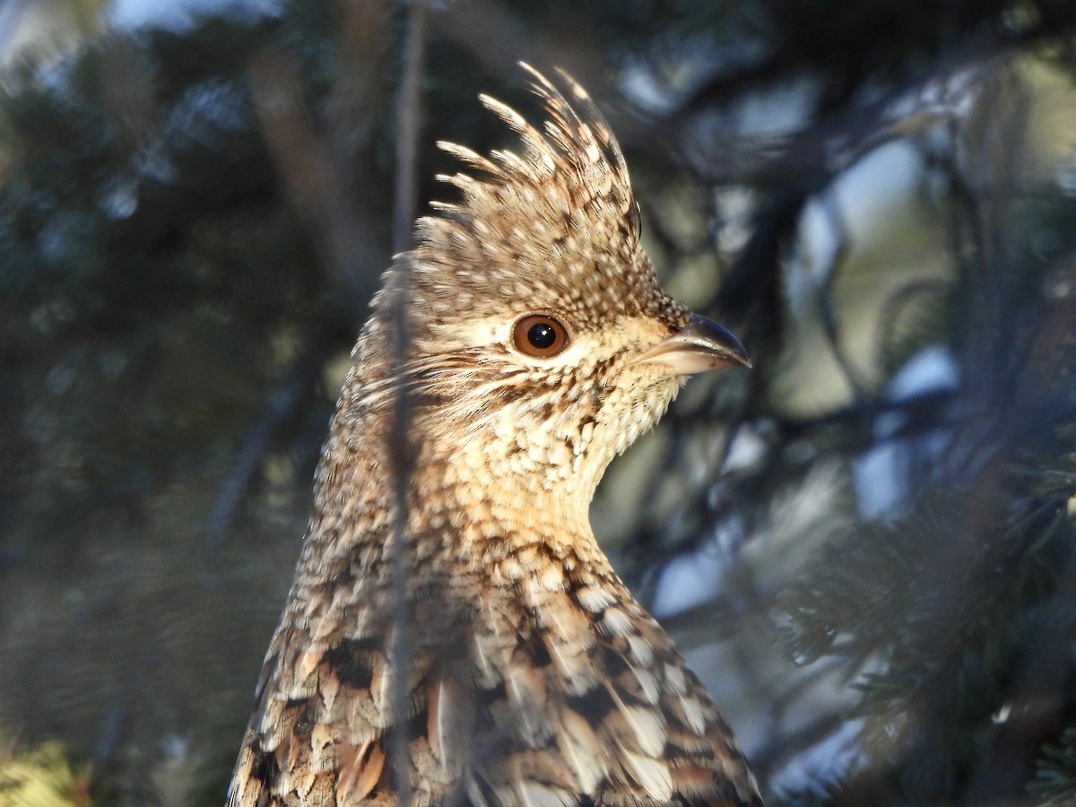 jeřábek kanadský - ML646658990