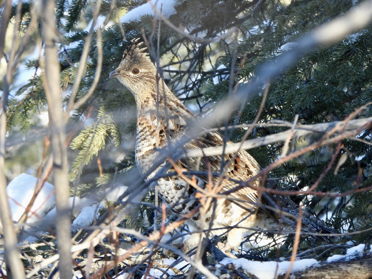 jeřábek kanadský - ML646658991