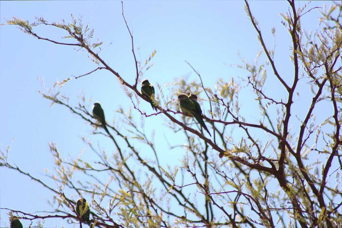 Gray-hooded Parakeet - ML646658993