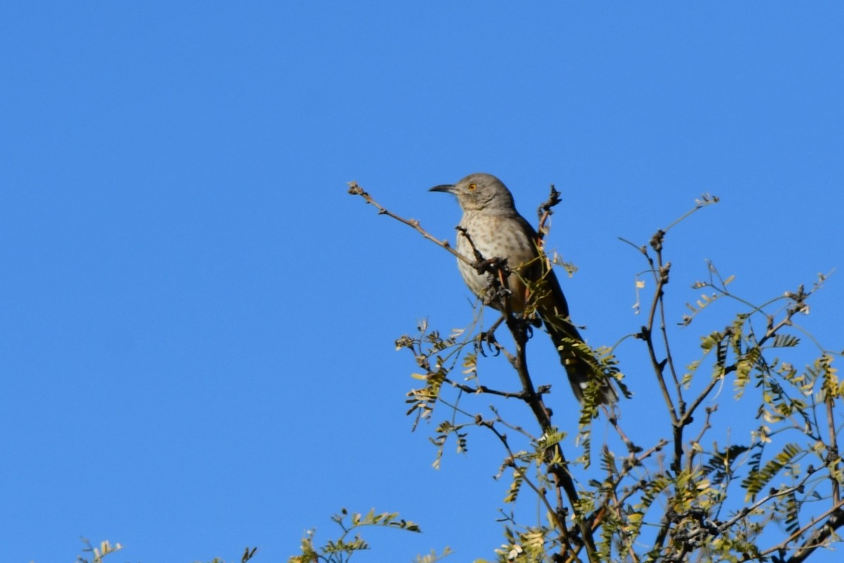 Cuitlacoche Piquicorto - ML646658994