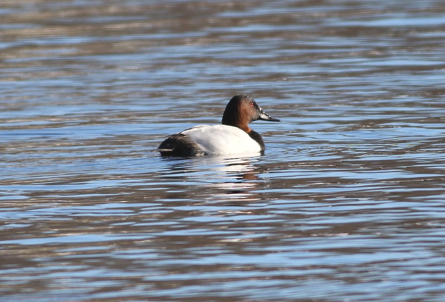 Canvasback - ML646658995