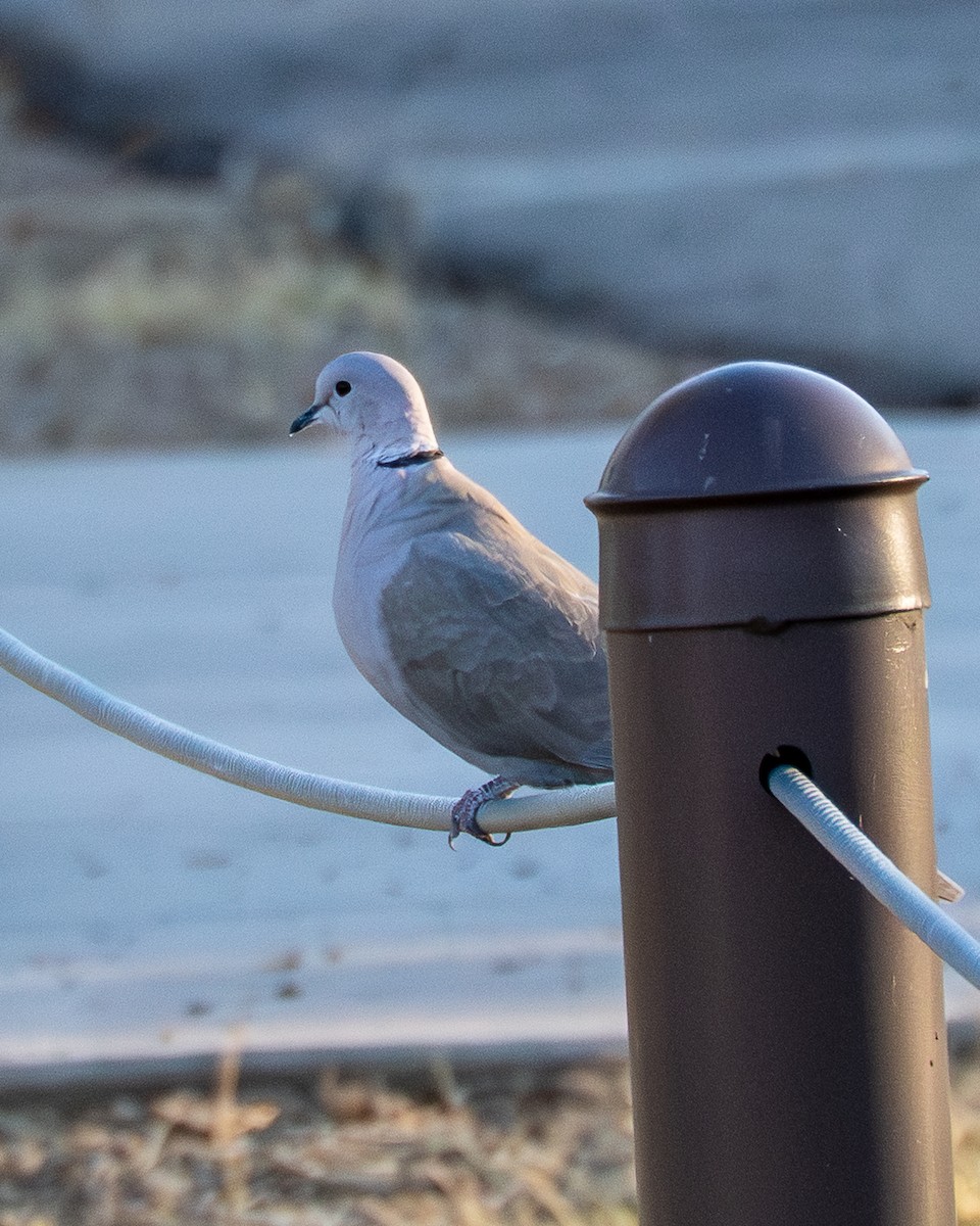 Буулгат хүүрзгэнэ - ML646658997