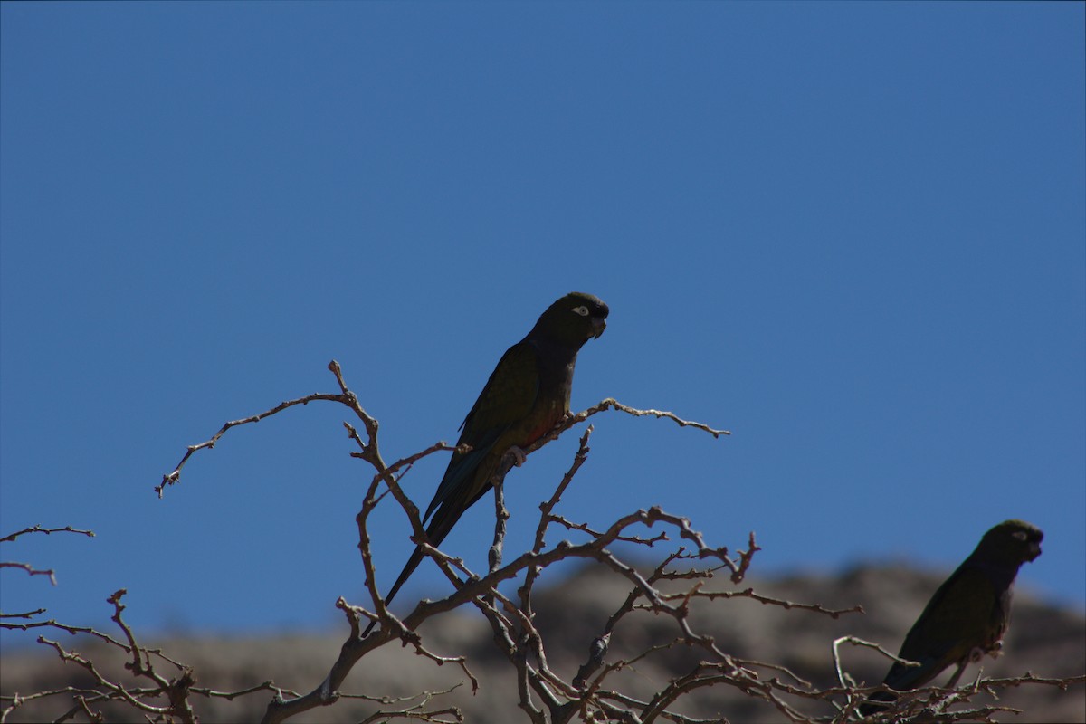 Burrowing Parakeet - ML646658998
