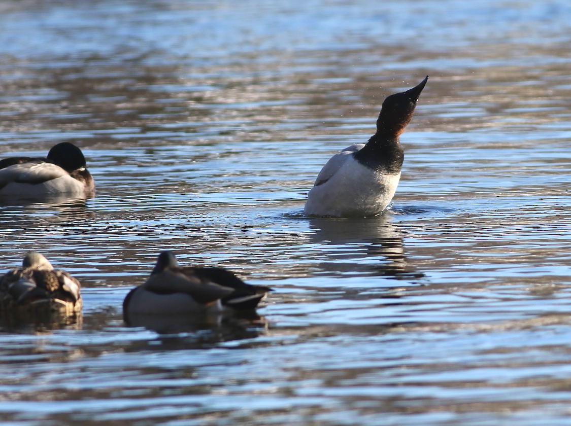 Canvasback - ML646659000