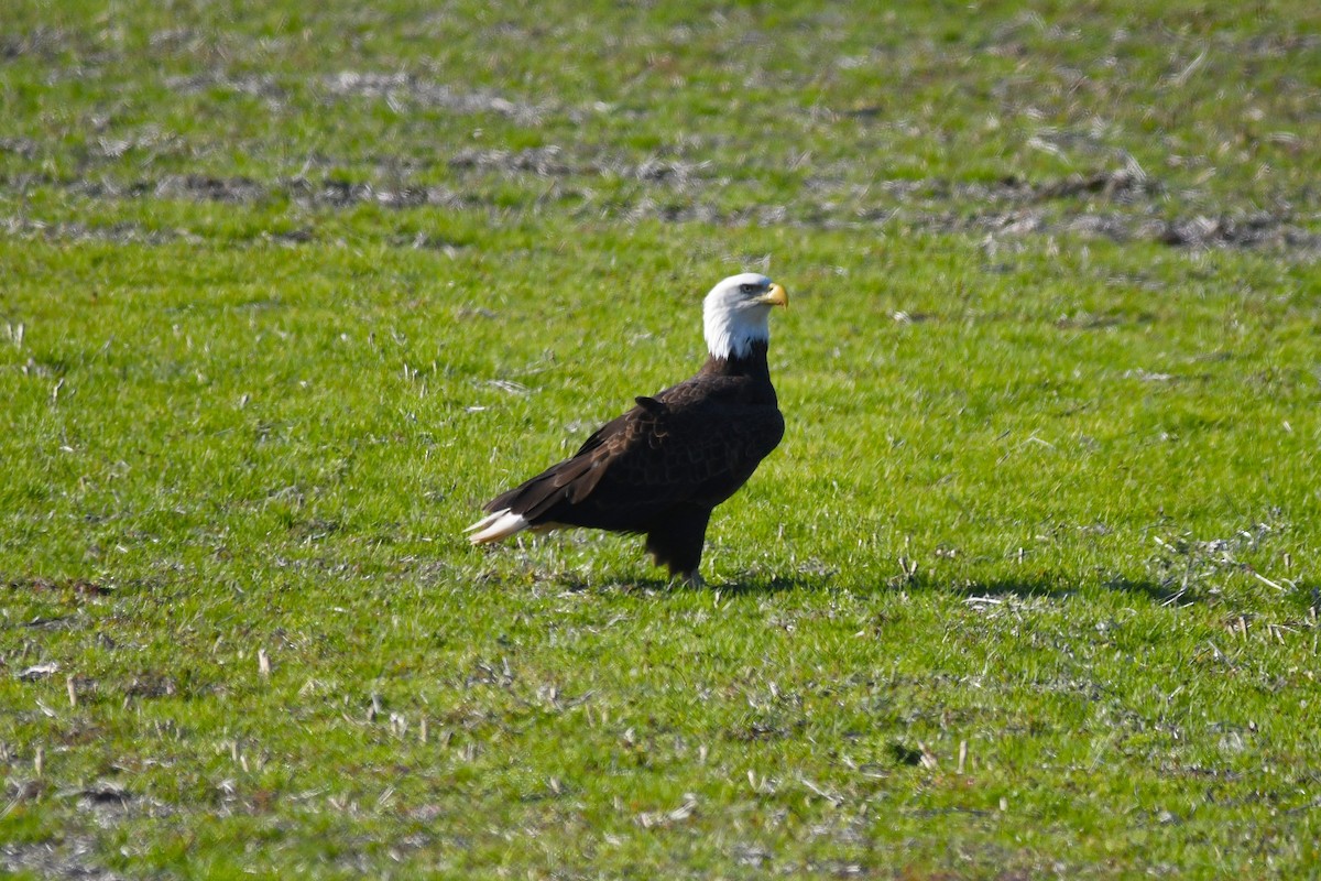 Bald Eagle - ML646659006