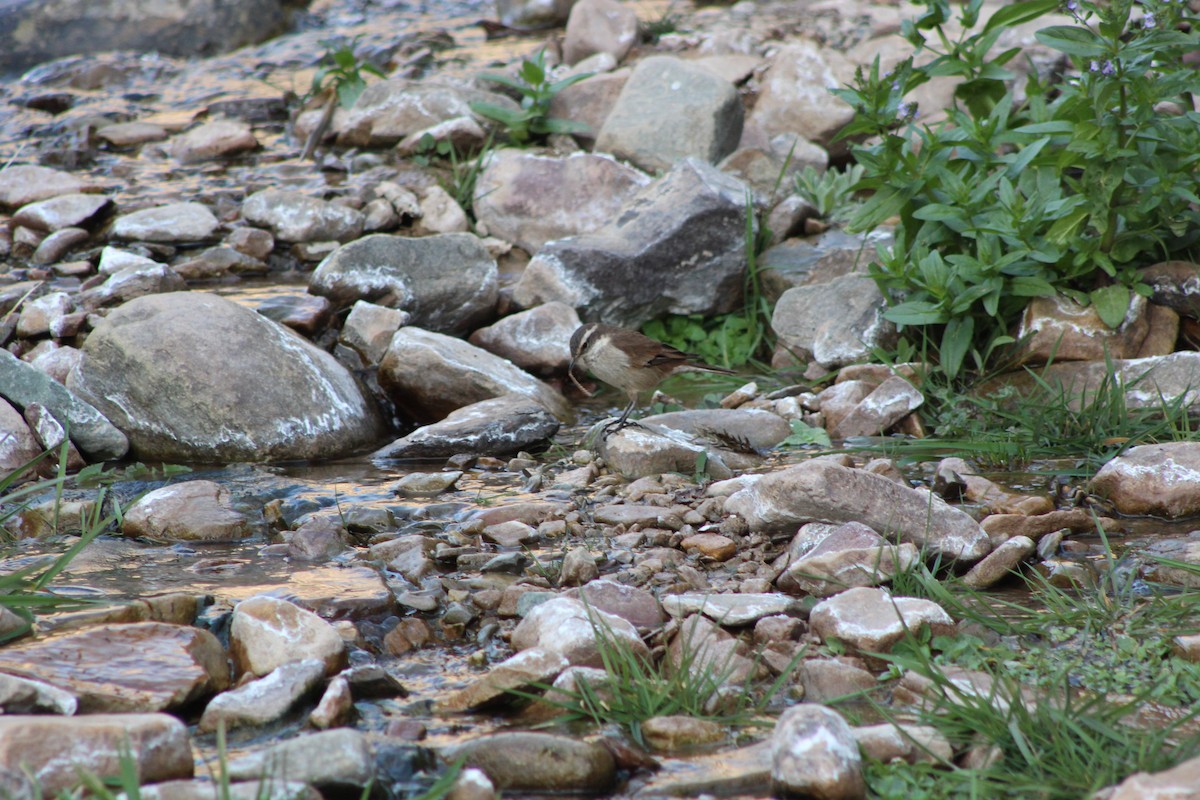 Cream-winged Cinclodes - ML646659008