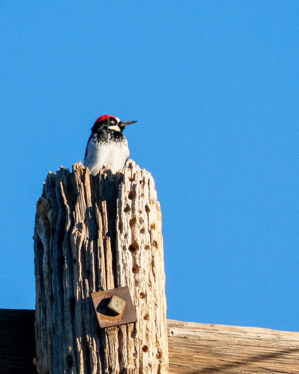 Acorn Woodpecker - ML646659009