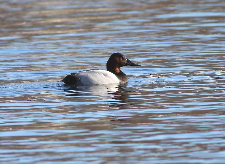Canvasback - ML646659010