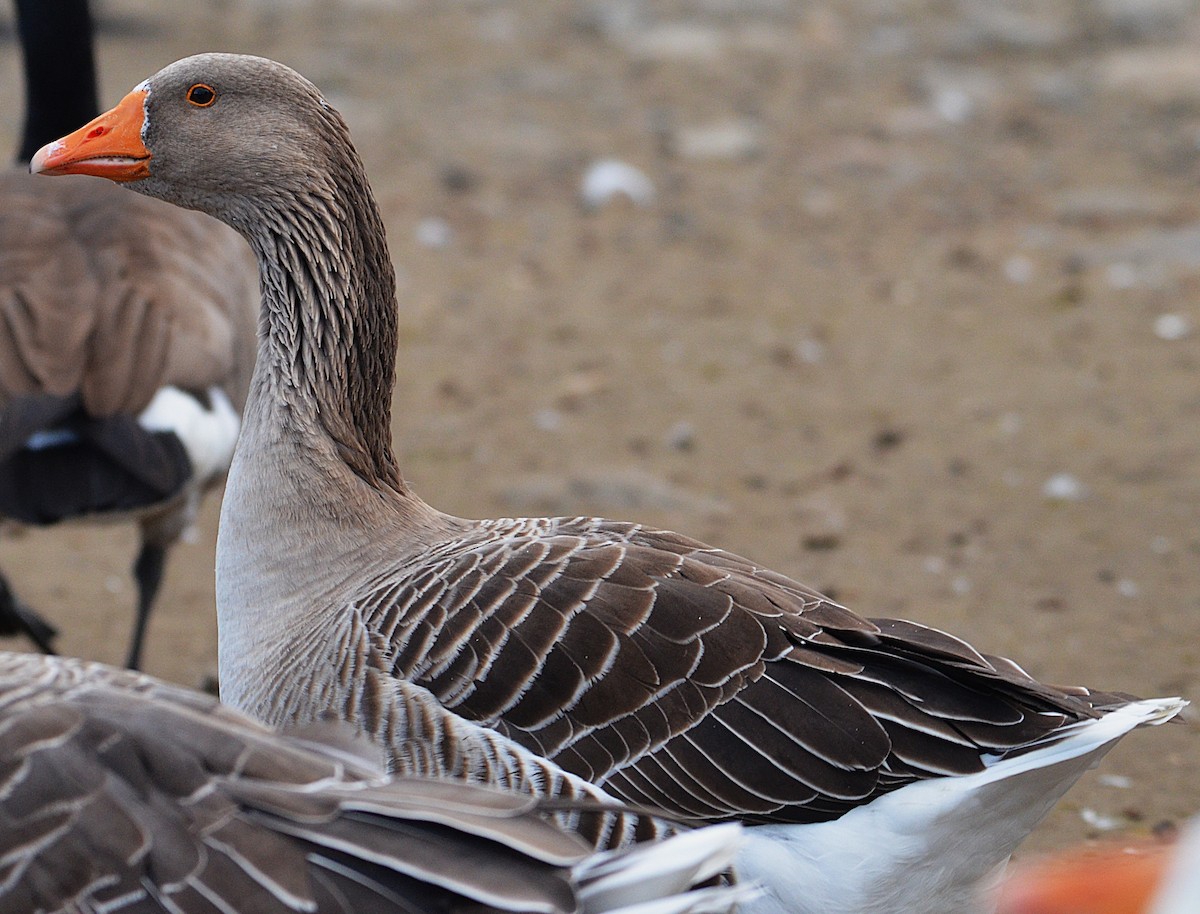 Бор галуу (гаршуулсан) - ML646659013