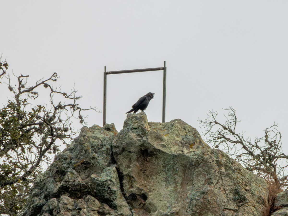 Common Raven - ML646659016