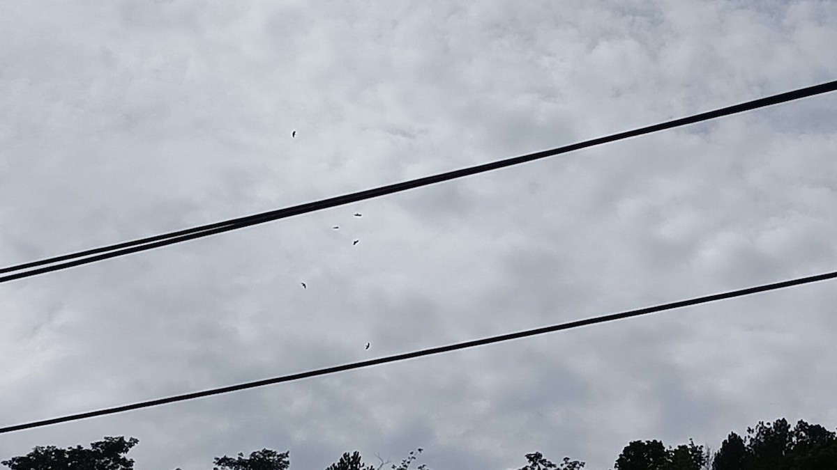 Молуккская пустельга - ML646659018