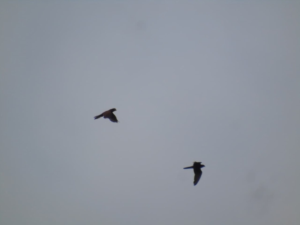 Молуккская пустельга - ML646659019