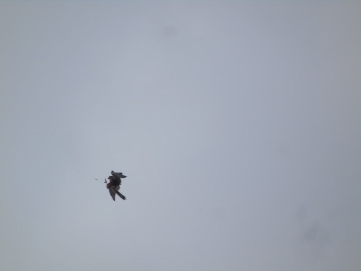 Молуккская пустельга - ML646659020