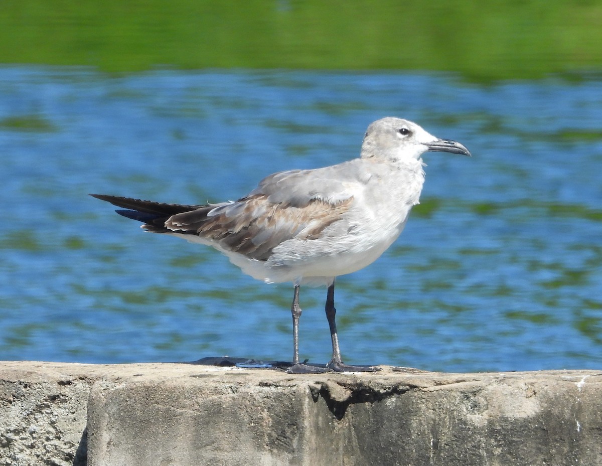 Laughing Gull - ML646659021