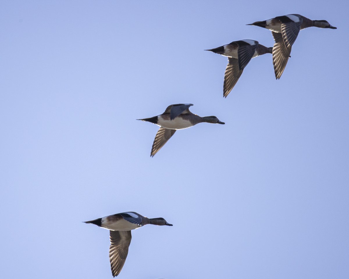 Ahate txistulari amerikarra - ML646659022