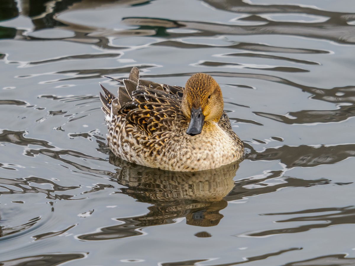 Northern Pintail - ML646659023