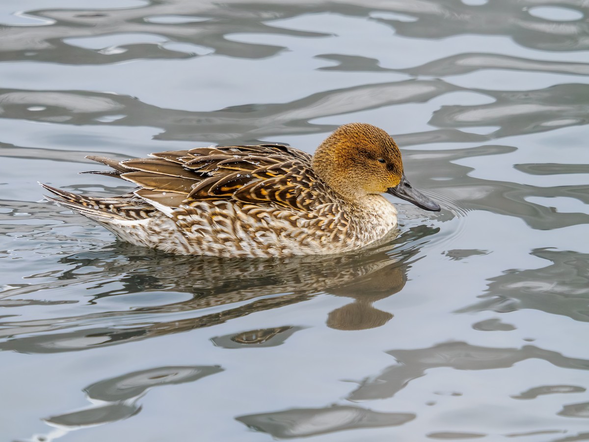 Northern Pintail - ML646659024