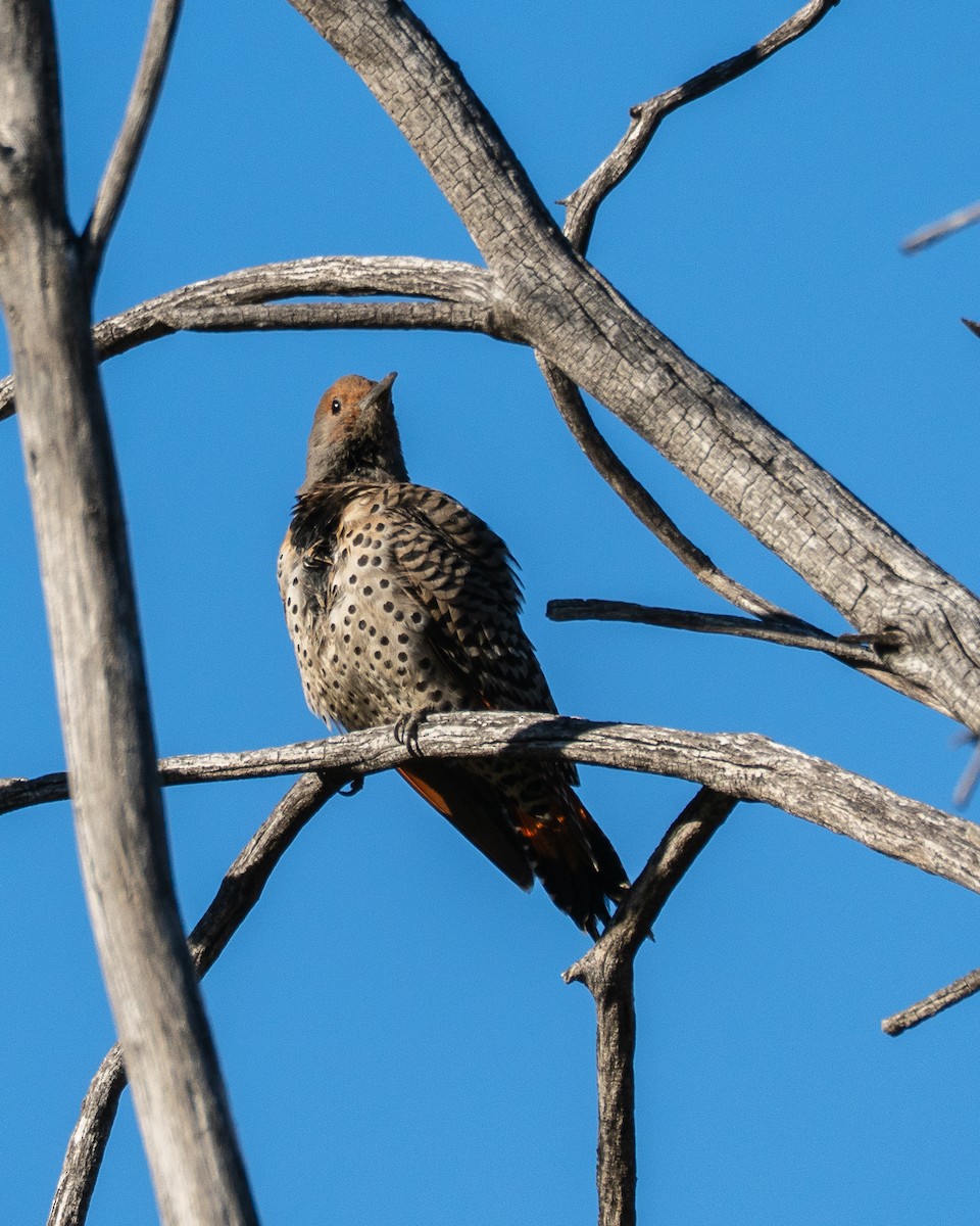 Northern Flicker - ML646659025