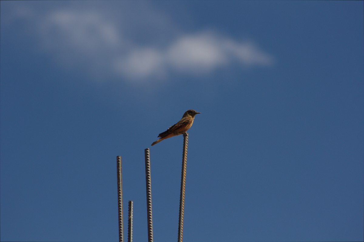 Cliff Flycatcher - ML646659027